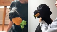 Pennsylvania Pup Forms Unique Bond With Carrot That Helps Him Cope With His Emotions