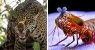 Revealed: The 15 Most Dangerous Predators In Nature