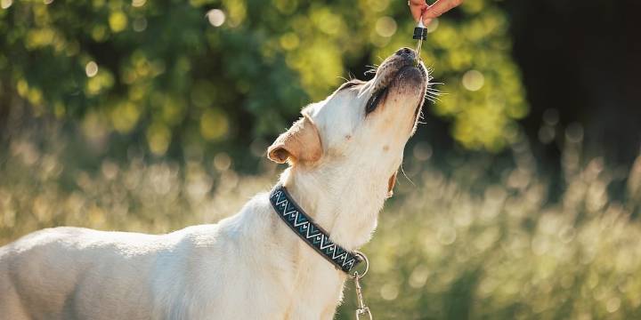 El extracto de marihuana podría reducir la agresividad canina