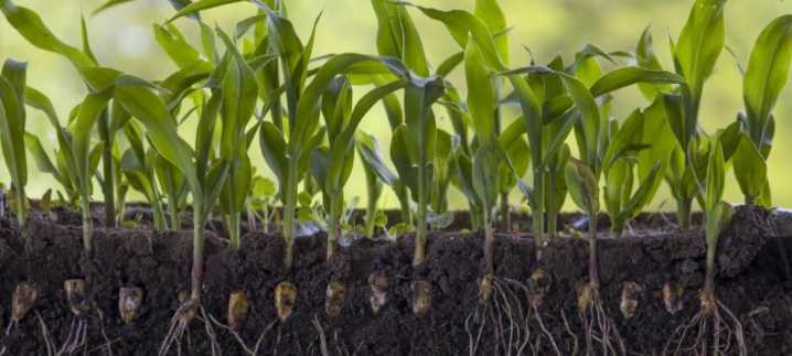 cuando invertir unos pesos multiplica los kilos de cosecha