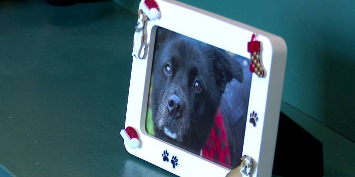 FOTAS hosts free adoption event for holidays