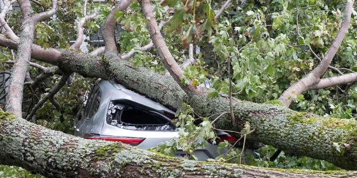 Un árbol aplastó un auto en San Martín y el dueño le ganó la disputa judicial a la municipalidad