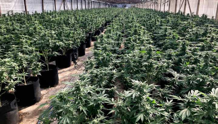 California confiscates $56.5M in black market cannabis