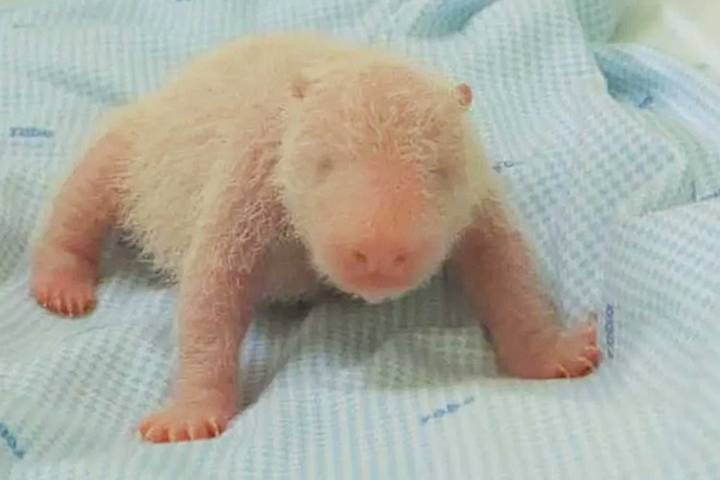 Indonesia Welcomes the First-Ever Giant Panda Cub Born in the Country