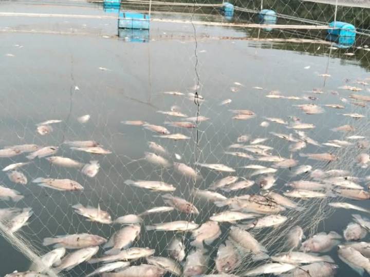 Mueren 5 toneladas de mojarra en criaderos por contaminación en Úrsulo Galván