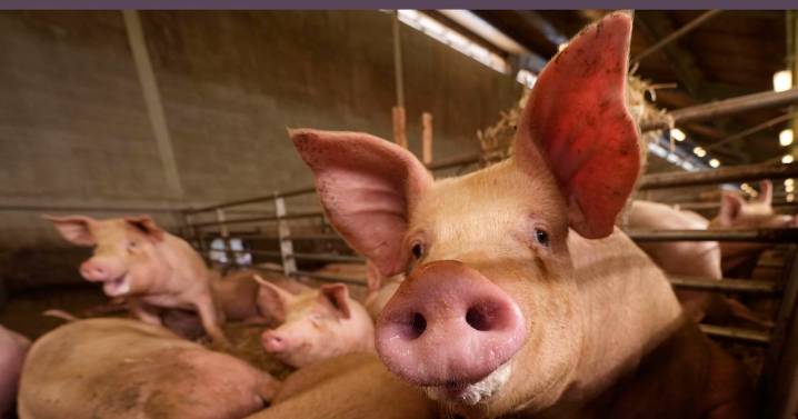 Spain swine fever outbreak: Was lab leak the cause?