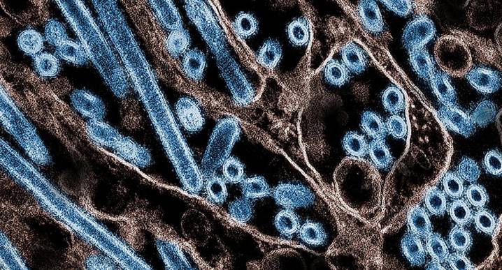 México confirma el primer caso de la variante K de influenza AH3N2 en la capital del país
