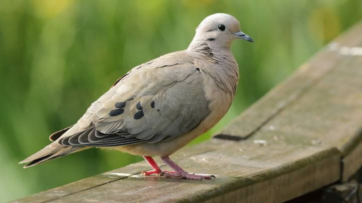 Santa Fe: avanza proyecto para exterminar la paloma torcaza