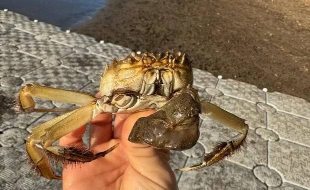 Invasive crab that can climb over 13-foot-high walls spotted in Oregon again