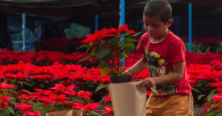 Día Nacional de la Nochebuena: Por este motivo cada 8 de diciembre festejamos a la “flor de Pascua”