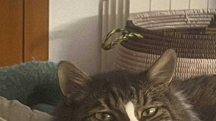 Quien salva una vida no humana también salva a la humanidad, por Isabel Gómez Melenchón