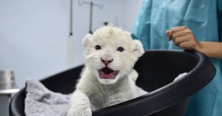Miracle endangered white lion cubs born weeks before Christmas