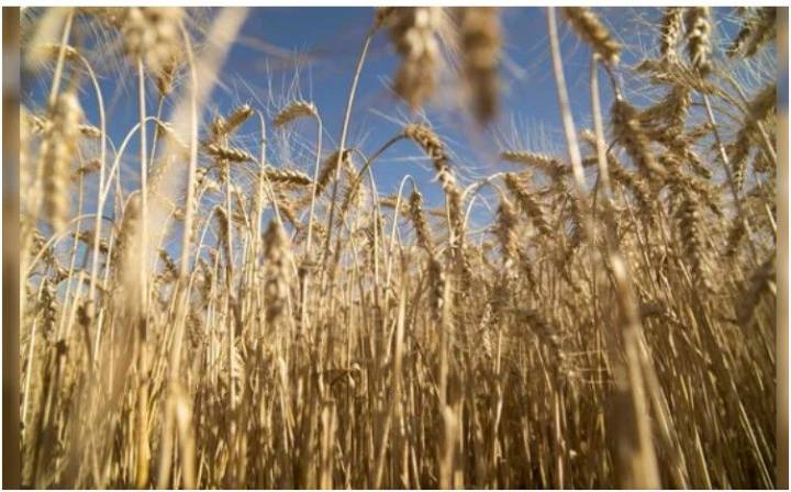 Sale el primer embarque de trigo argentino a China y se inaugura un nuevo flujo comercial