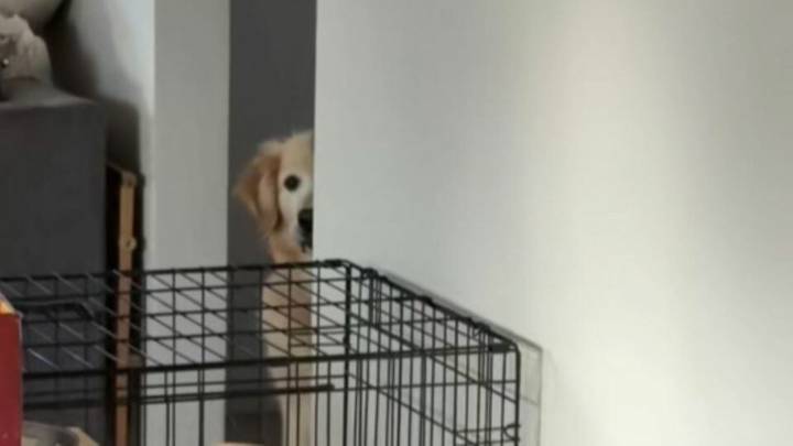 California Dog’s Vigilant Reaction To Oven Use Reveals How Deeply He Remembers Fear