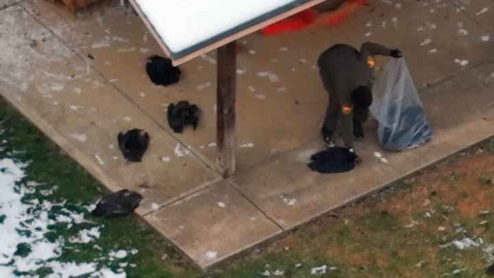 'We don't know why the birds have died': 72 vultures dead at school