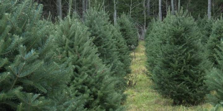 NY produces nearly 300,000 Christmas trees annually