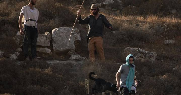 Photos capture West Bank olive harvest as villagers fear more violence by Israeli settlers