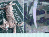 Thanksgiving Burglary Leaves Barbershop Missing Cash, Equipment, and Its Savannah Cat