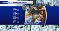 A snowy and cold Saturday Dog Walking Forecast