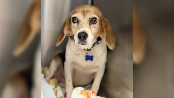 Dog Who Slept Outside For 12 Years Now Has Heartwarming Night Routine With New Jersey Foster