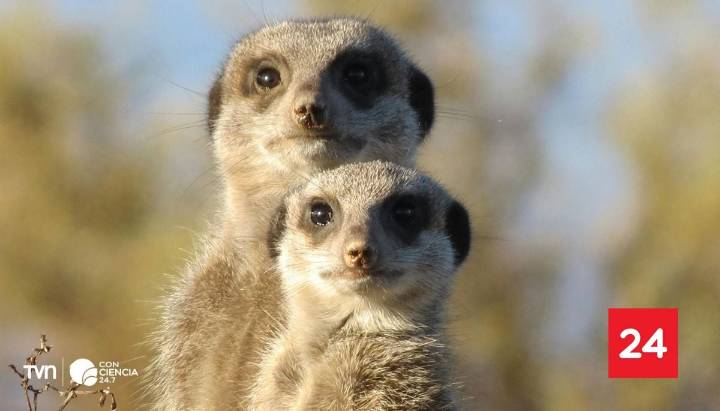 Estudio señala que los humanos presentan niveles de monogamia cercanos a las suricatas