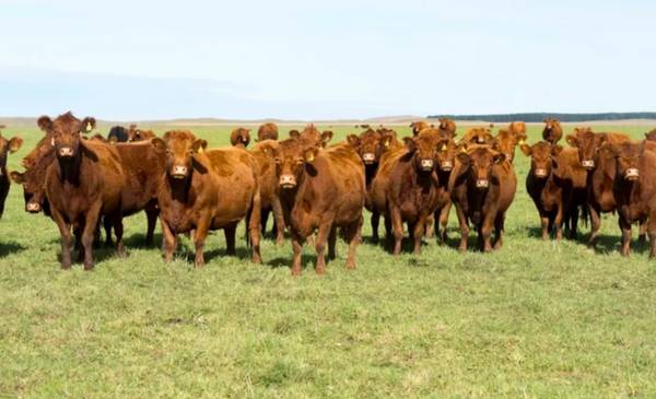 "Una cosa increíble": CARBAP cuestionó el impuesto que propone una diputada K a los gases de las vacas