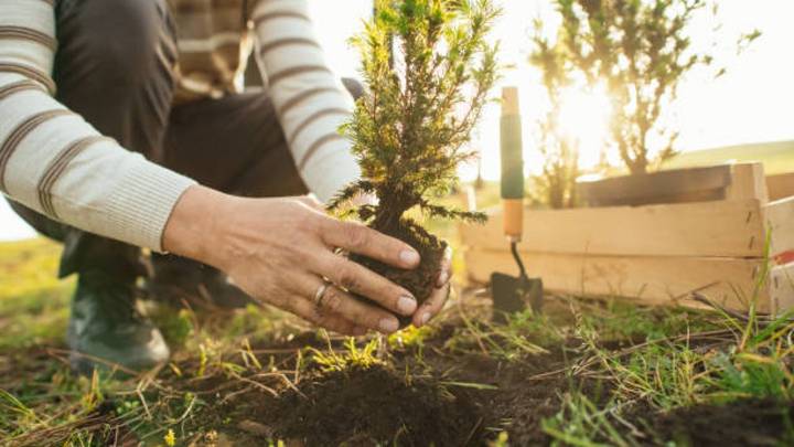 Esta planta es perfecta para plantar en diciembre y llenar el verano de flores