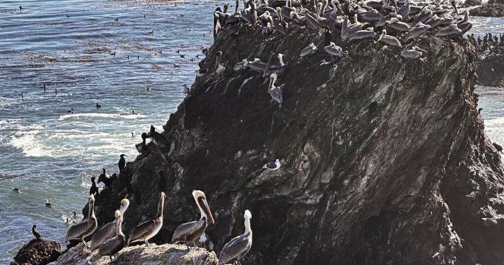 A brown pelican 'feeding frenzy' is an encouraging sign for the often