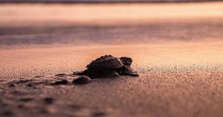 Programa de conservación logra 20 millones de tortugas marinas nacidas en el Caribe mexicano