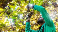 La producción de kiwi se resiente por falta de frío