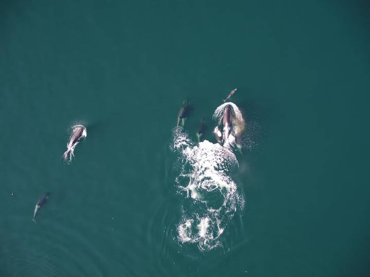 Una alianza inesperada: orcas y delfines forman equipos de caza para atrapar salmones gigantes y compartir el botín