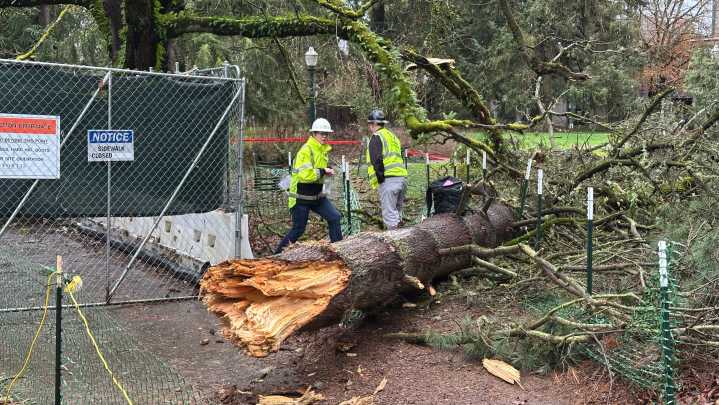 UO claims no fault in tree falling on student