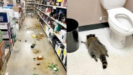 Raccoon goes on drunken rampage in US liquor store