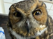 Great horned owl found tied in a bag triggers Michigan animal cruelty investigation