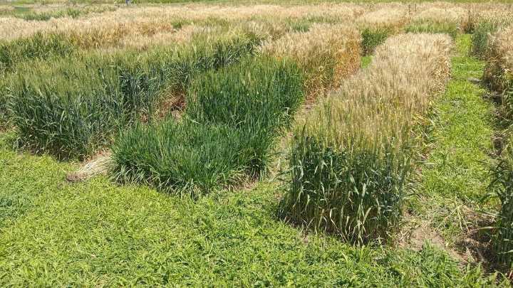 Una ventana al futuro para lograr mejores rindes en trigo