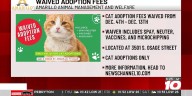 Amarillo Animal Management and Welfare waiving cat adoption fees for part of Dec.