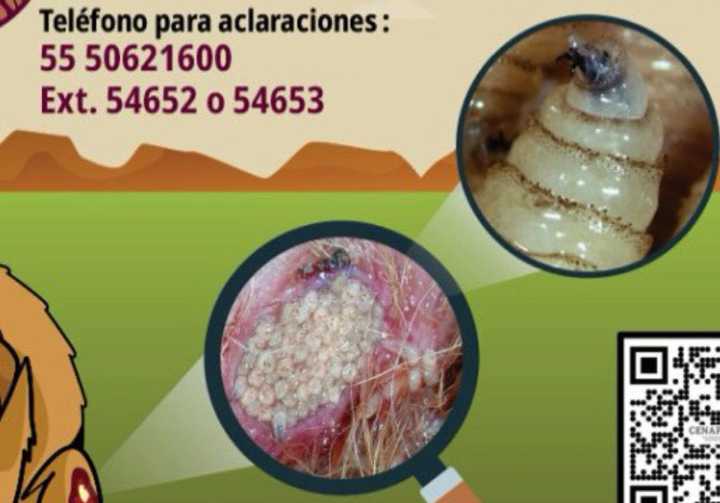 Activa México dispositivo de Emergencia de Sanidad Animal