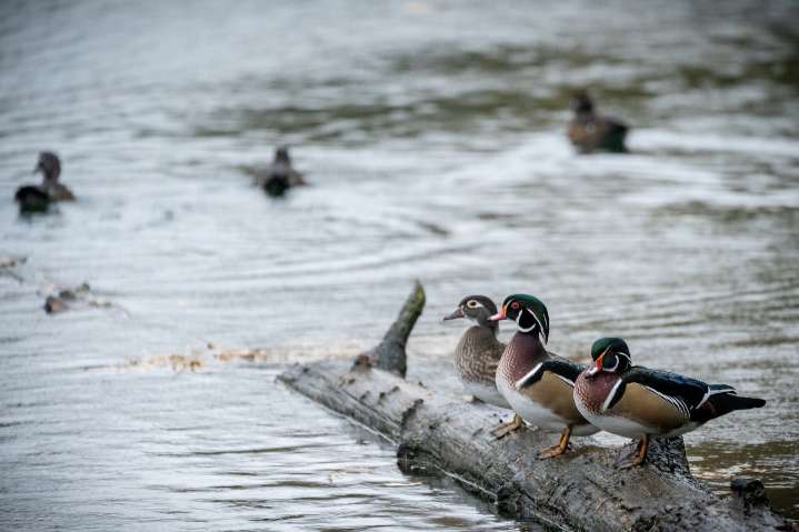 Rainy days ahead for Portland, with potential flooding risks next week