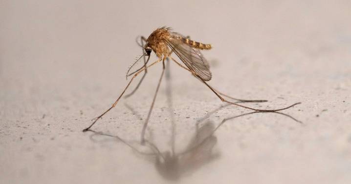 Mosquito-borne viruses kill 33 people, including 21 children, in Cuba