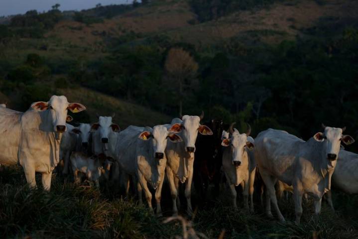 Brazil Amazonian state postpones cattle tracking key to preventing deforestation