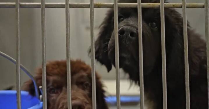 Uncertain future for seized Montana dogs housed at former Billings shelter