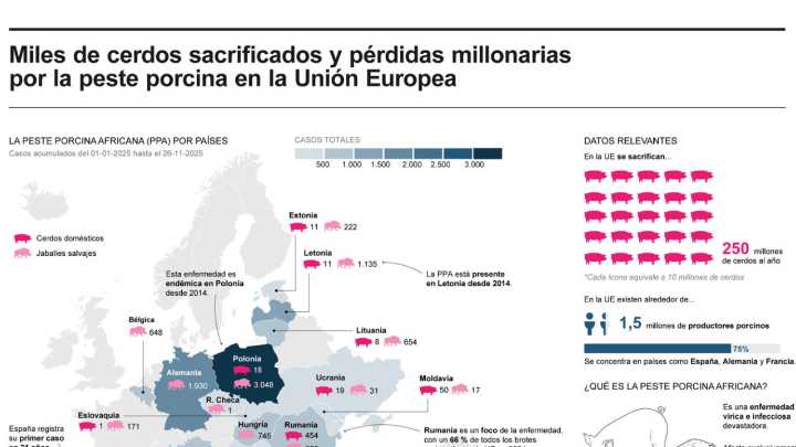 [Infografía] Miles de cerdos sacrificados y pérdidas millonarias por la peste porcina en la UE
