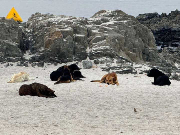 Perros callejeros generan preocupación en Bahía Inglesa