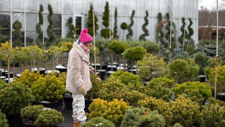 Propagate This Festive Tree In December For Years Of Evergreen Beauty