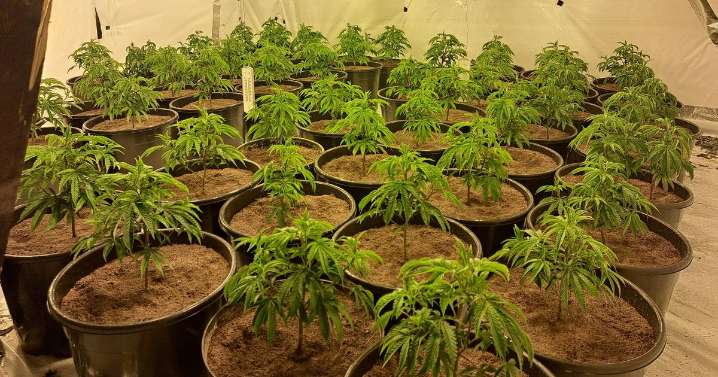 Three cannabis farms worth almost £100,000 uncovered in North East within 48 hours