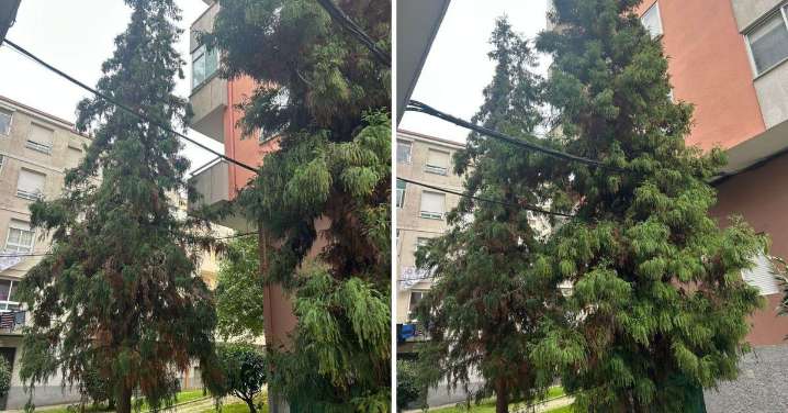 Cronista local | Las denuncias de los vecinos de Ourense hoy, lunes, 8 de diciembre