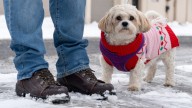 What temperature is too cold for dogs? Experts offer tips for winter