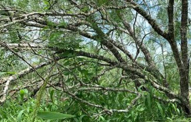 Registra 2025 menos muertes de migrantes