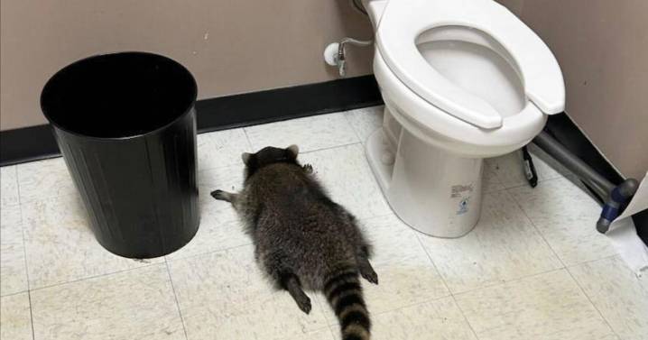 Raccoon gets drunk after breaking into Virginia liquor store