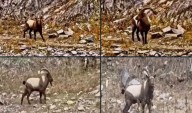 Near-threatened Asiatic ibex sighting in Gurez points to healthy breeding, habitat